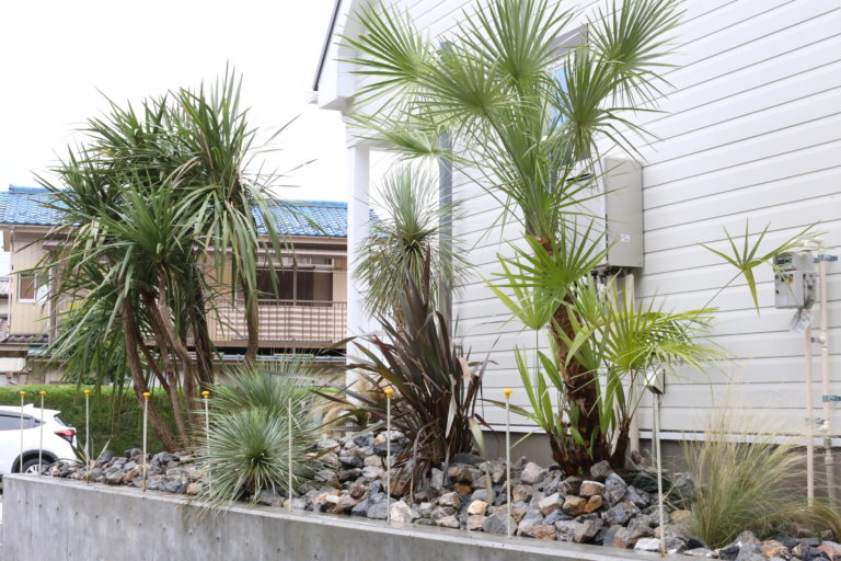 耐寒性のある屋外用ヤシの木: あなたの庭に適したヤシの木を選ぶ 庭園