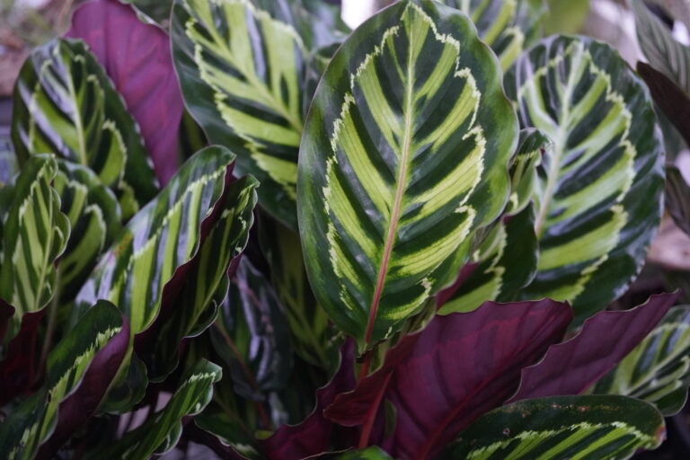 建国記念日2/11 カラテア多数入荷！ 所沢のエクステリア・外構工事 ドライガーデン mana's farm