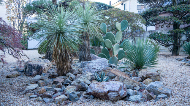 ドライガーデン石　配置