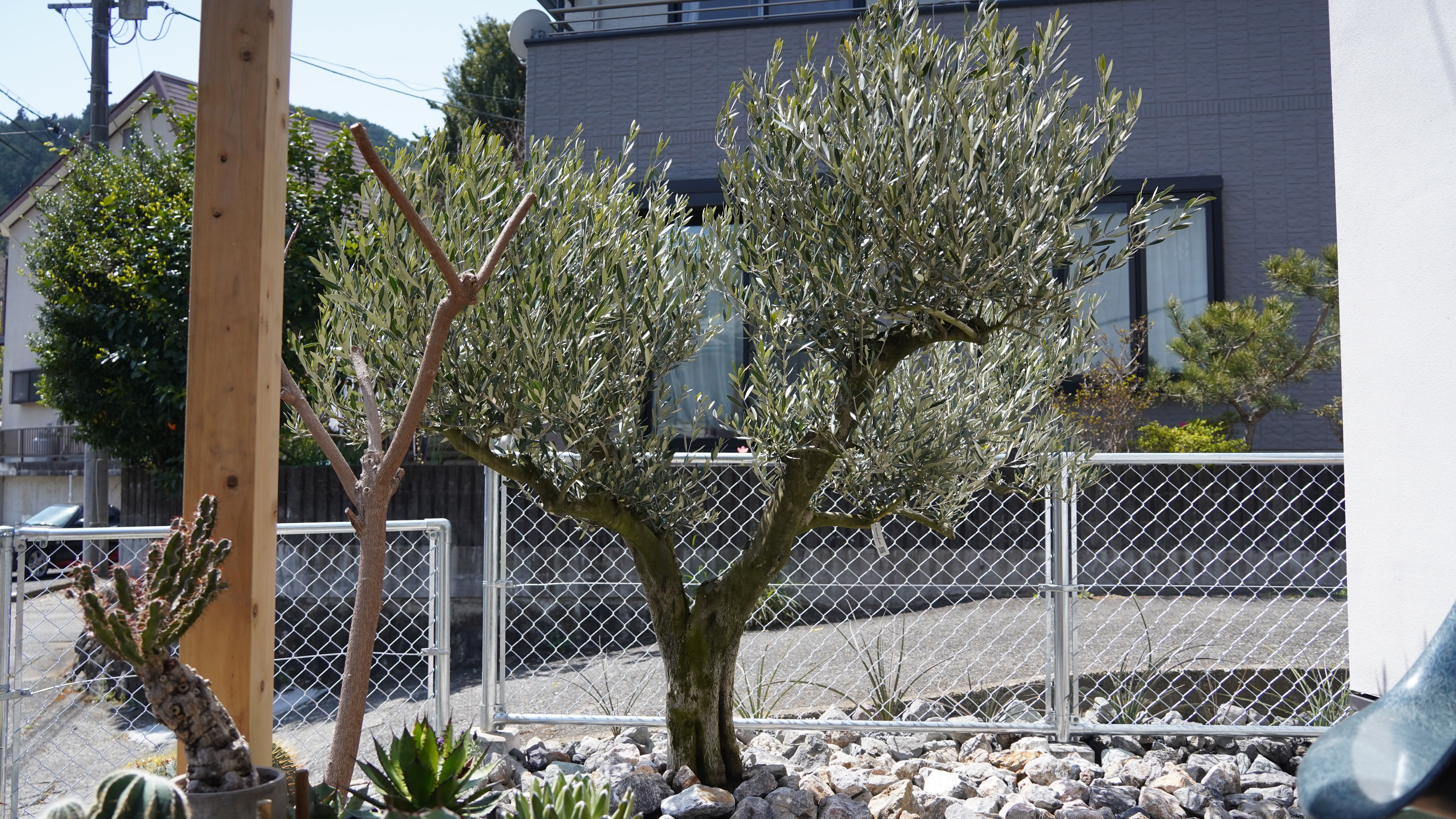 古木オリーブ植栽