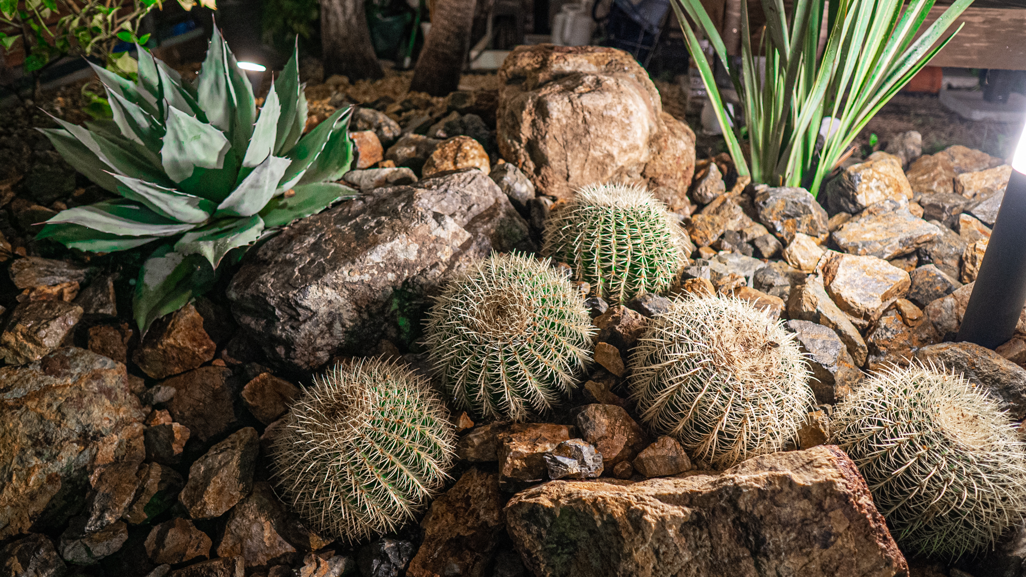 ドライガーデンとは