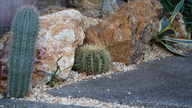 ドライガーデン土