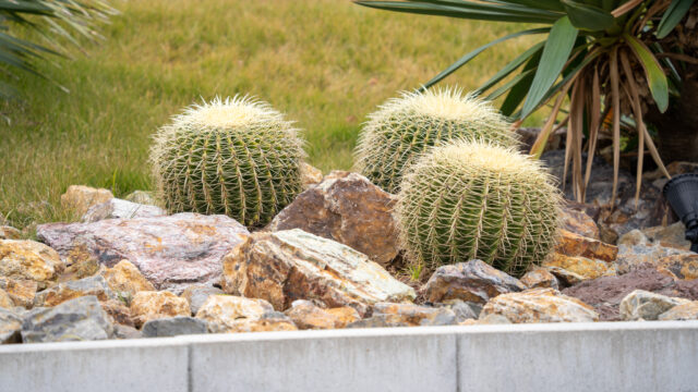 ドライガーデン石