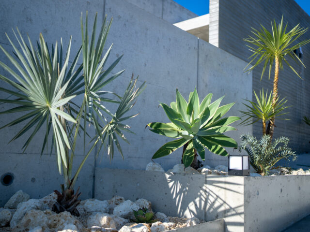 琉球石灰岩ドライガーデン