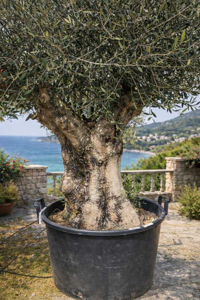 国産古木オリーブ