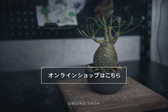 塊根植物オンラインショップ