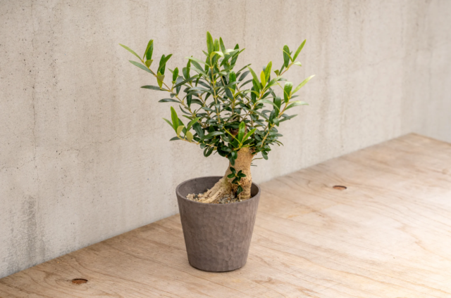 盆栽オリーブ