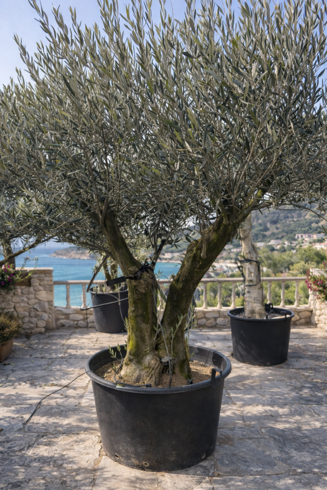 古木オリーブ