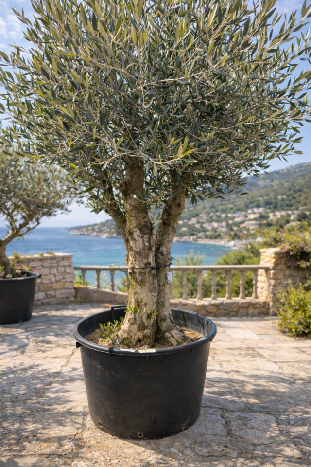 古木オリーブ