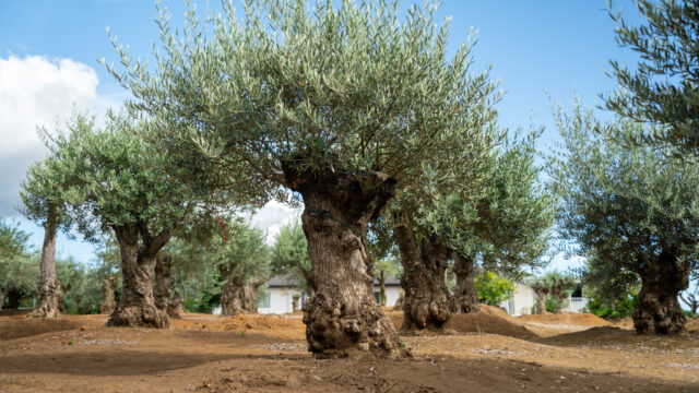 古木オリーブ
