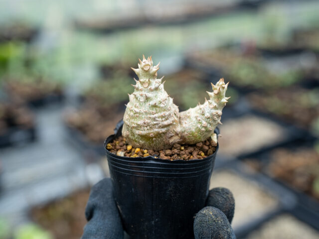 パキポディウム落葉