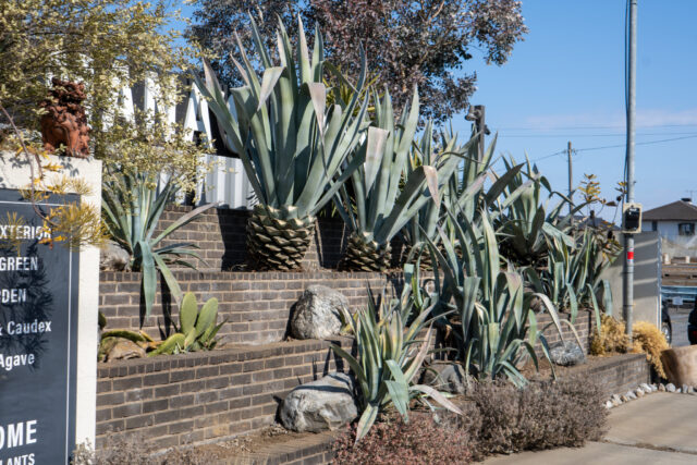 アガベアメリカーナ