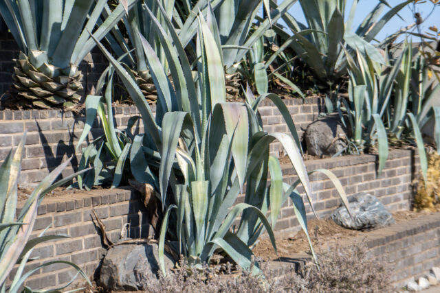 アガベアメリカーナ