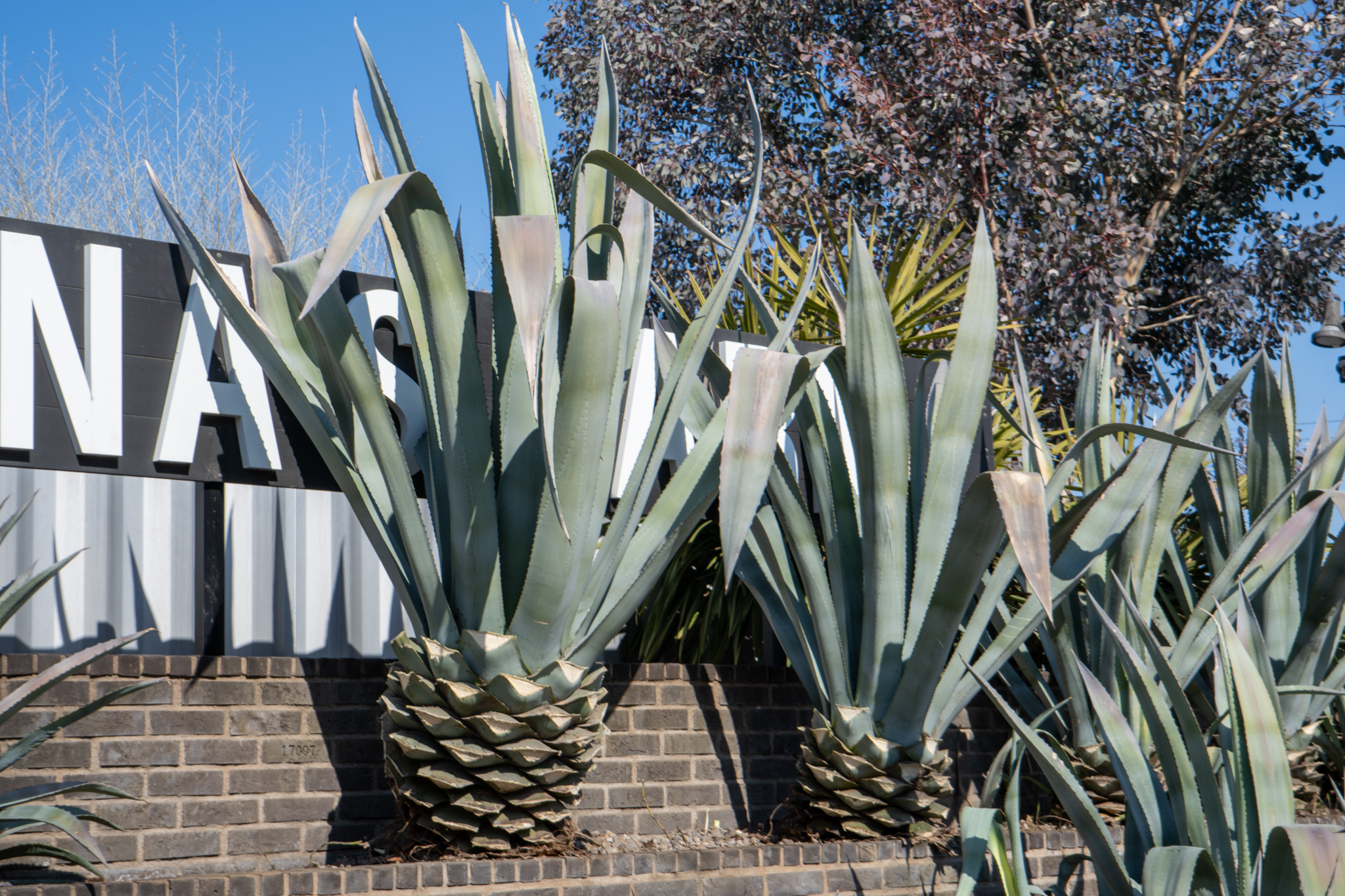 アガベアメリカーナ