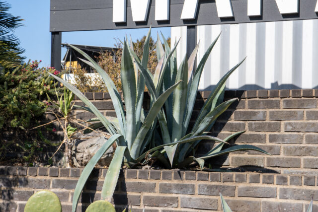 アガベアメリカーナ