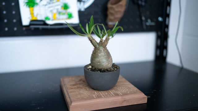 グラキリス２月花が咲きやすい