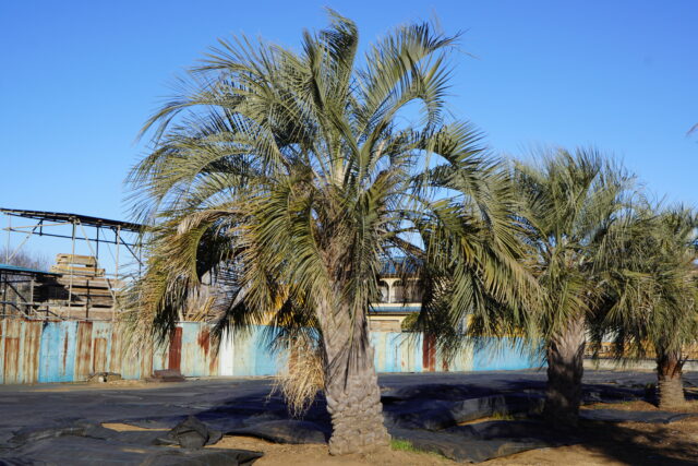 ココスヤシ送料無料