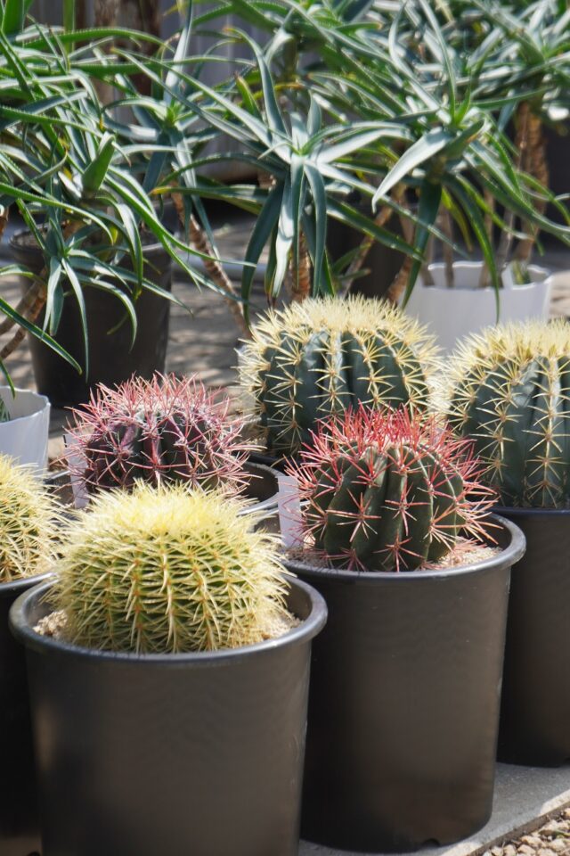 サボテンドライガーデン