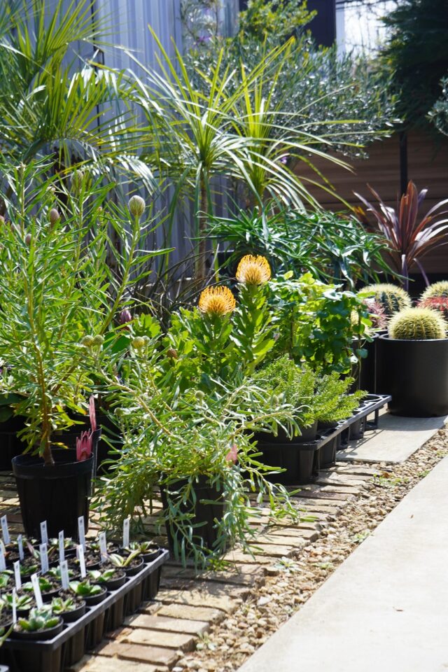 ナチュラルドライガーデン