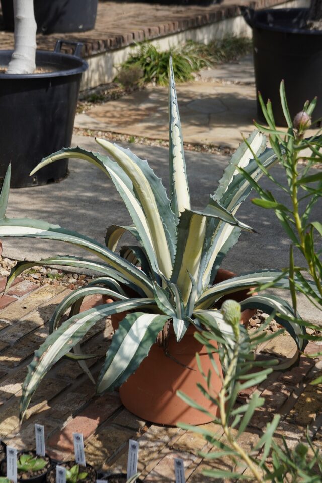 アガベ地植え
