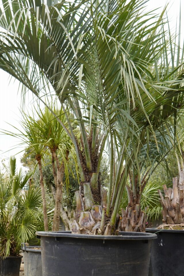 ココスヤシ分頭