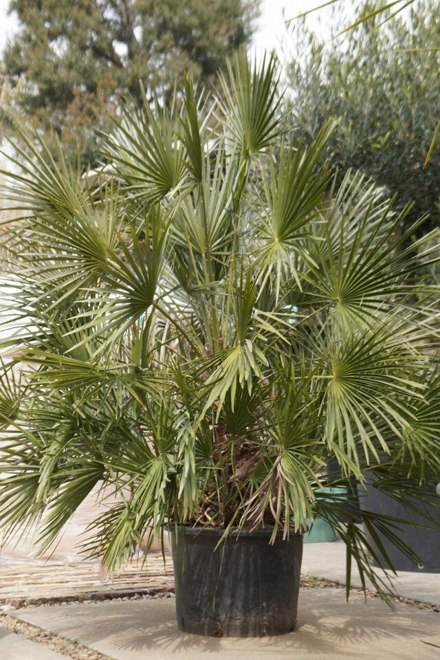 ドライガーデン植物