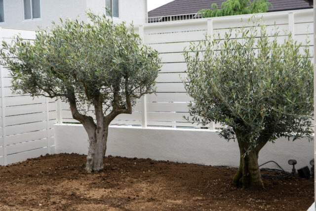 古木オリーブ植栽